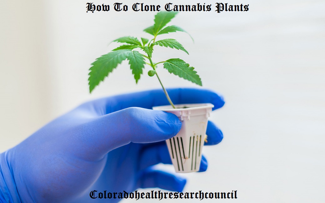 how to clone a plant