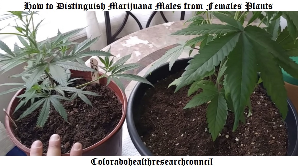 male vs female pot plant